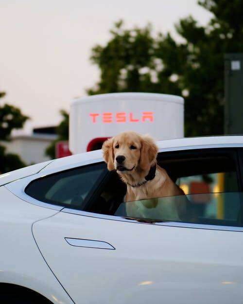 Electric car with dog at Tesla charging station,